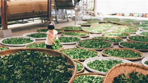 Dlaczego kupowanie kawy i herbaty na stronie internetowej Kraina Herbaty jest korzystne? sprawdź 2021